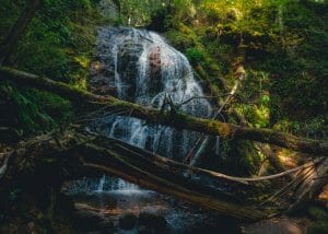 Two fallen trees in front of a waterfall in Moran State Park in Orcas Island, WA.