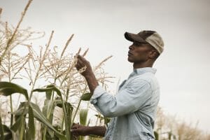A man is inspecting corn plants