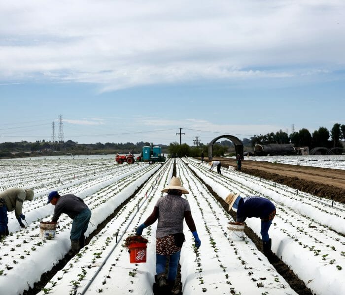 To Make America Healthy Again, Break up Big Ag