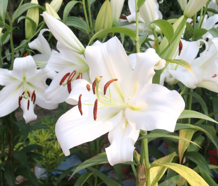 Who Grows the Plants in Our Sacred Spaces?